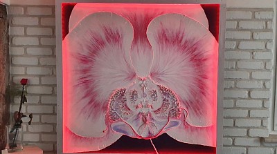 Mante religieuse rare sur sont Orchidée