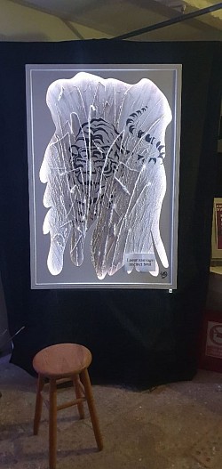 Tigre relief et jeu de lumières