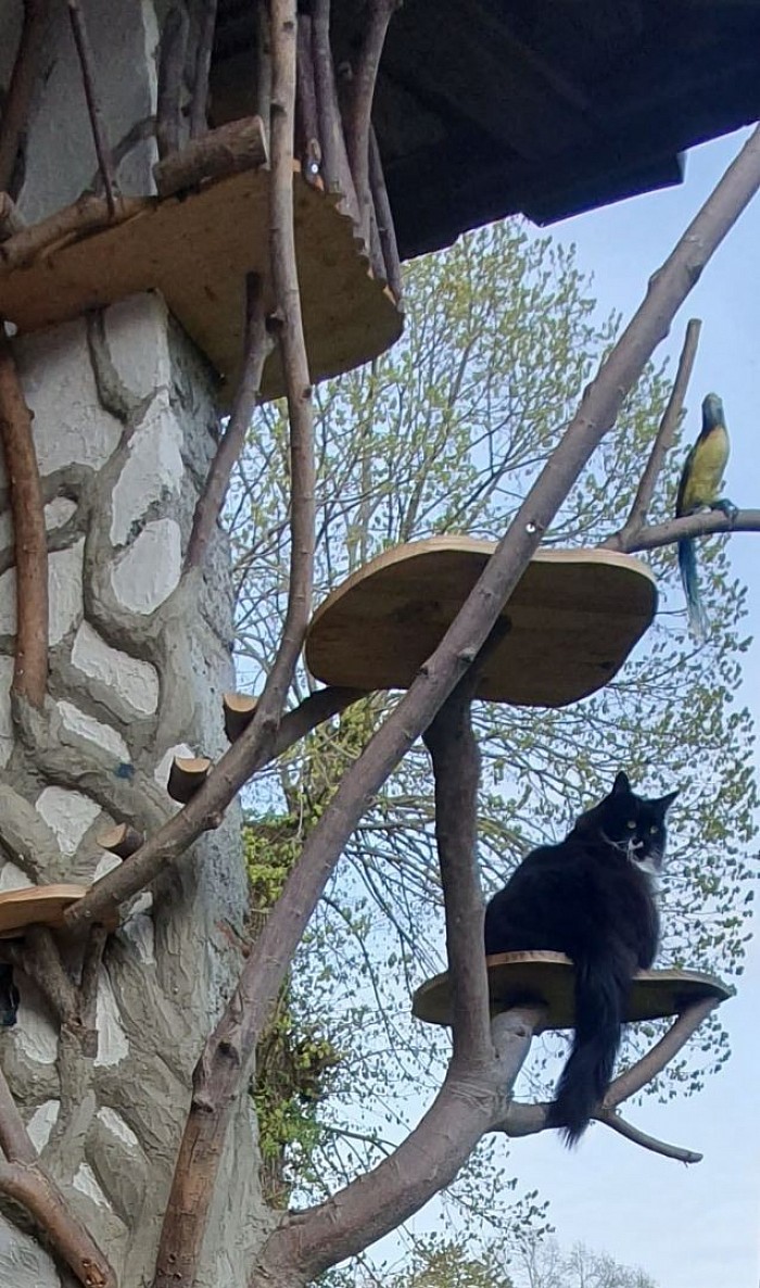 Fresque aux deux mortiers avec une touche de boiserie.Esquisse arbre à chat